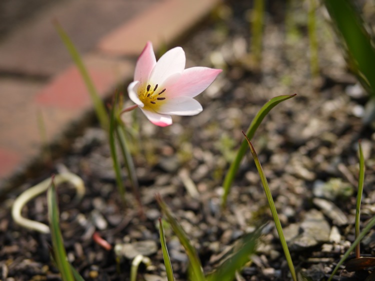 「ペパーミントスティック」開花_f0169147_20324486.jpg