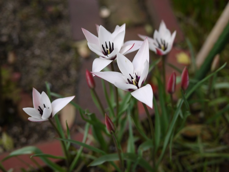 「ペパーミントスティック」開花_f0169147_20471919.jpg