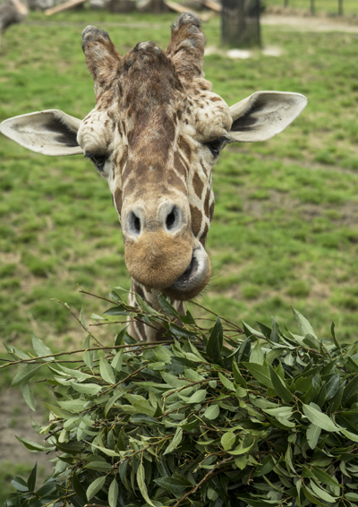 動物園へ　4月上旬_d0163550_21282446.jpg