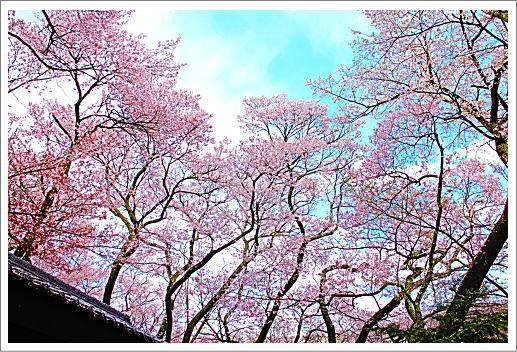 高遠の桜　リベンジ_c0081453_09093208.jpg