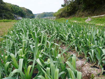 熊本産ステビアにんにく 収穫まで約1ヶ月!大地と太陽の恵みをいっぱいに元気に成長中!!_a0254656_1721537.jpg