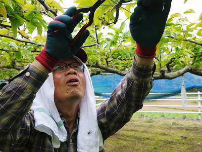 熊本産ステビアにんにく　収穫まで約1ヶ月！大地と太陽の恵みをいっぱいに元気に成長中!!_a0254656_19161088.jpg