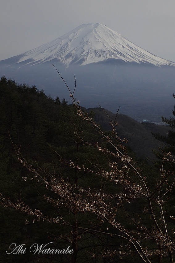 スミレはどんどん_b0167256_01061039.jpg