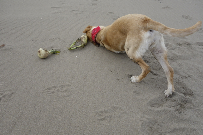 11才、砂まみれ　On The Beach !_d0238057_21112826.jpg