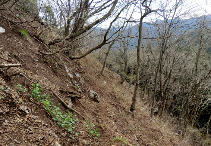 No385 残雪の岐阜・舟伏山　イワザクラは満開_b0185573_15472242.jpg