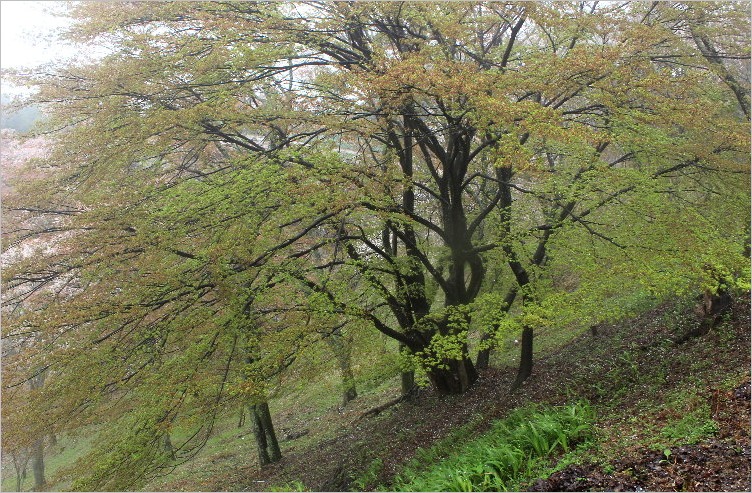 ☆　雨の吉野山　☆_f0181173_232136.jpg