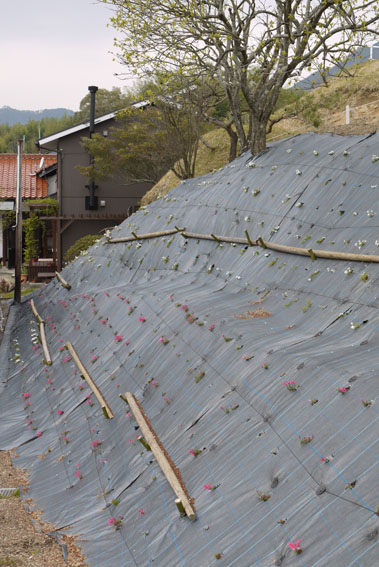 裏山散策　〜葉桜の頃〜_c0334574_1439289.jpg