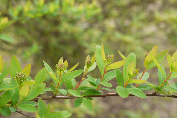 裏山散策　〜葉桜の頃〜_c0334574_1441211.jpg