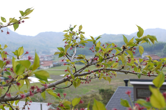 裏山散策　〜葉桜の頃〜_c0334574_1535781.jpg