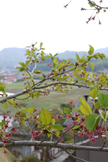 裏山散策　〜葉桜の頃〜_c0334574_154952.jpg