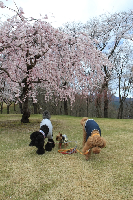 桜満開！_c0283778_1114186.jpg