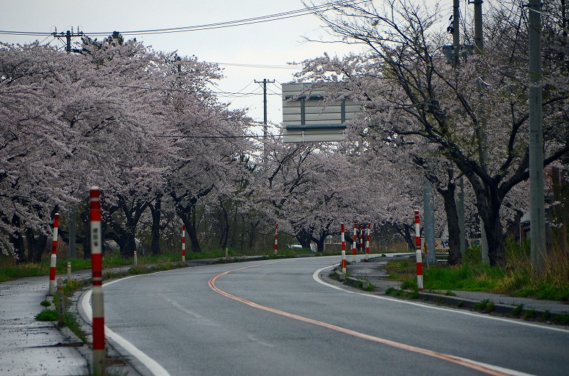 今年も出会えた桜の・・・・・_f0121379_19323074.jpg