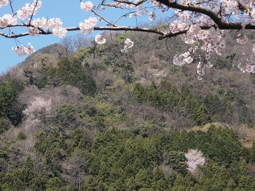 春の色　～　桜の花_d0117481_03109.jpg