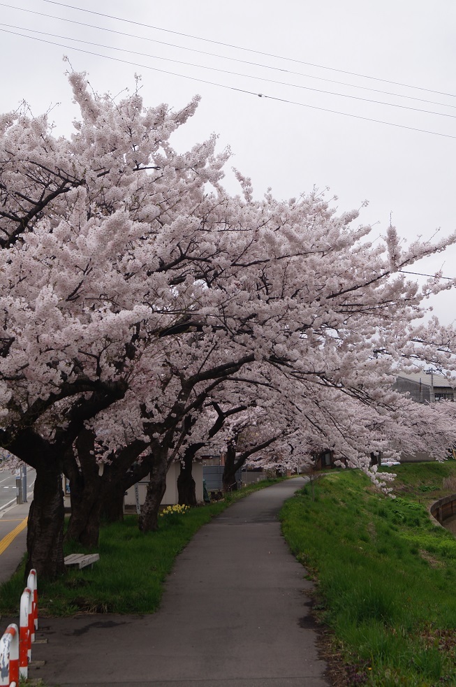 八橋の桜_d0129083_15085478.jpg