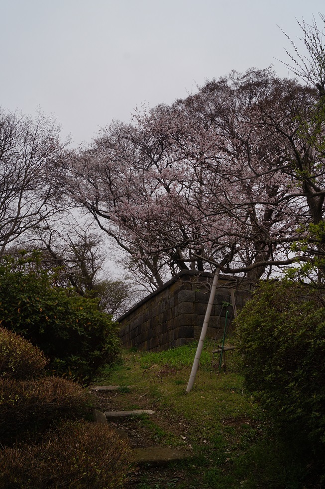 八橋の桜_d0129083_15104014.jpg