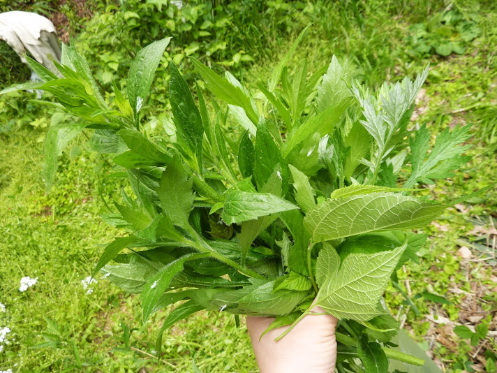 春の野草酵素ジュース作り_e0263590_113650.jpg