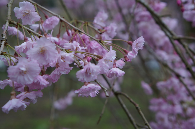 【秩父2015】清雲寺・美の山公園のお花見_e0241093_1027516.jpg