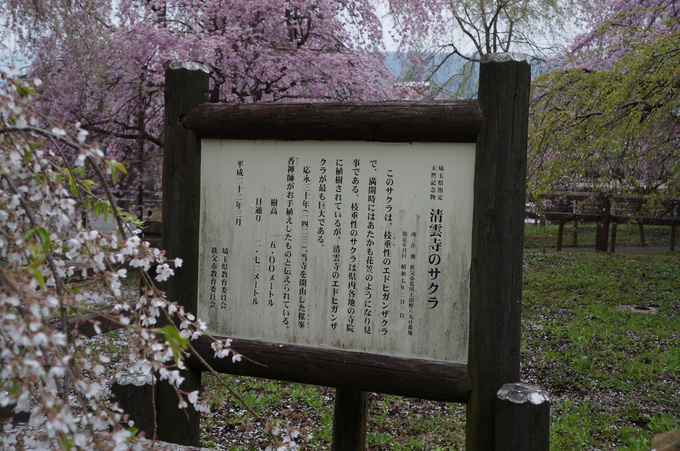 【秩父2015】清雲寺・美の山公園のお花見_e0241093_1027786.jpg