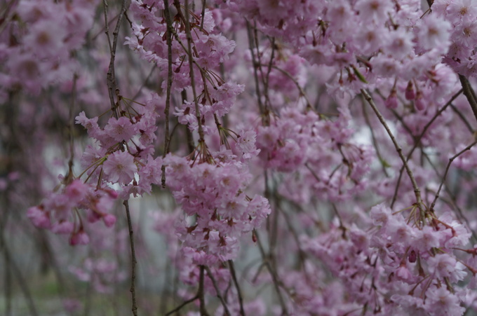 【秩父2015】清雲寺・美の山公園のお花見_e0241093_10282885.jpg