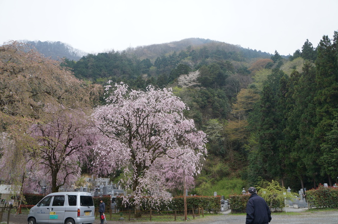 【秩父2015】清雲寺・美の山公園のお花見_e0241093_10284636.jpg