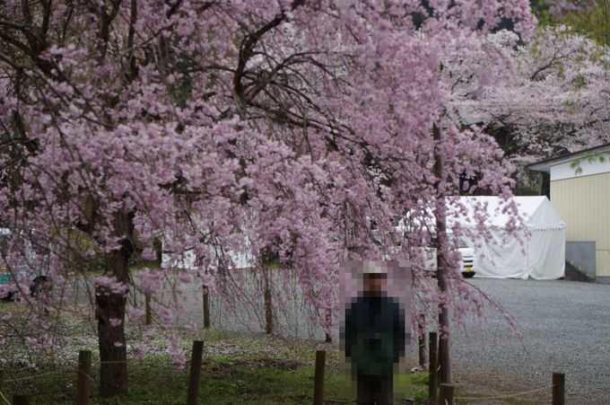 【秩父2015】清雲寺・美の山公園のお花見_e0241093_1028893.jpg