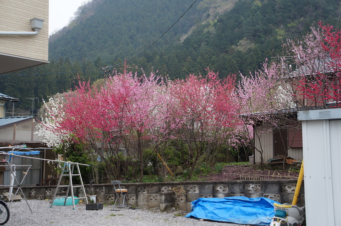 【秩父2015】清雲寺・美の山公園のお花見_e0241093_10292270.jpg