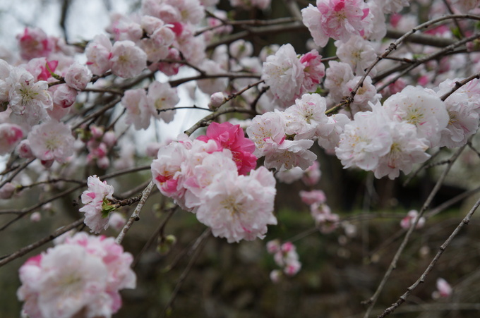 【秩父2015】清雲寺・美の山公園のお花見_e0241093_10293880.jpg