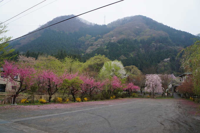 【秩父2015】清雲寺・美の山公園のお花見_e0241093_1029537.jpg