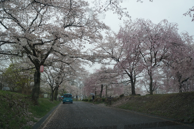 【秩父2015】清雲寺・美の山公園のお花見_e0241093_10303863.jpg