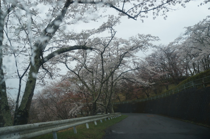 【秩父2015】清雲寺・美の山公園のお花見_e0241093_10305773.jpg