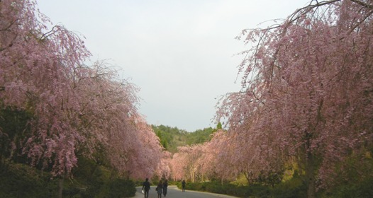 a0236300_10097.jpg