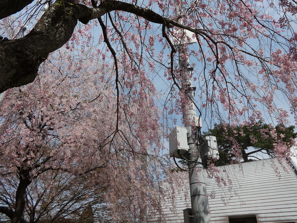 雨の鬼怒川で花見と猿！伊東園鬼怒川グリーンパレス 【2015/4/15_16】_a0337409_16404968.jpg