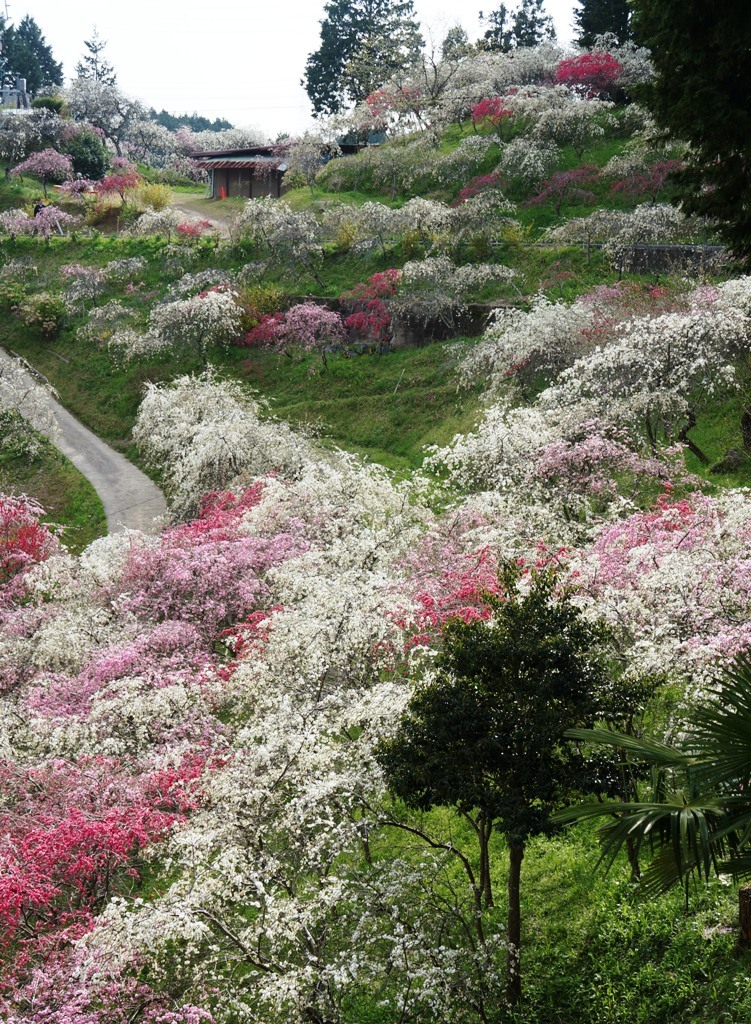 豊田　上中のしだれ桃編　その３_e0292414_19525000.jpg