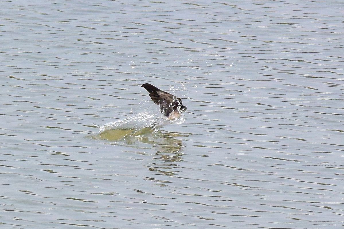 池に飛び込むツバメ・・・一体何やってるの？_a0031821_1451519.jpg