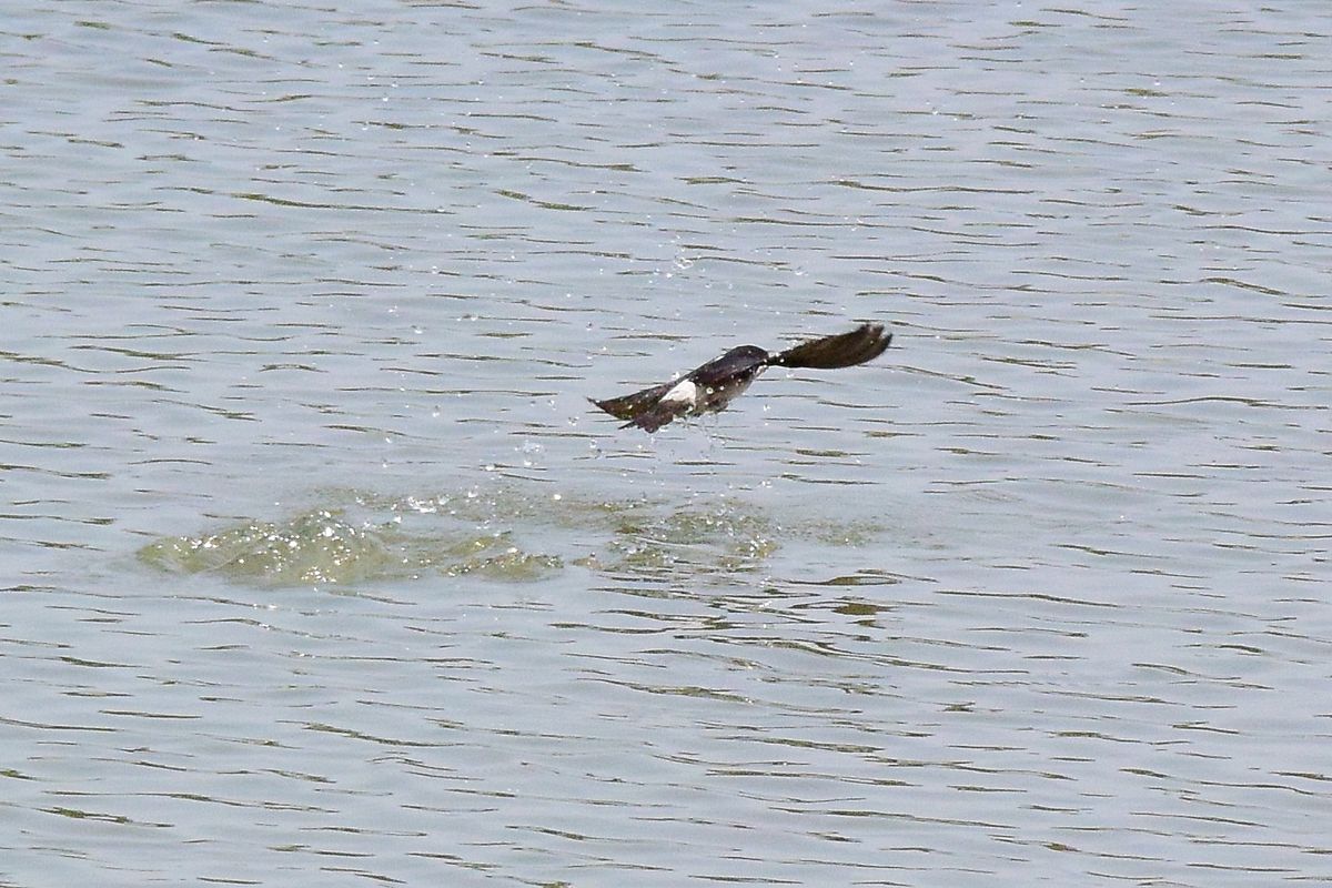 池に飛び込むツバメ・・・一体何やってるの？_a0031821_1452898.jpg