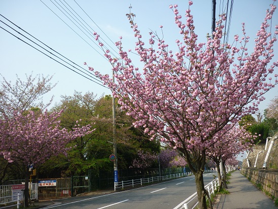 桜満開_d0122424_22395666.jpg