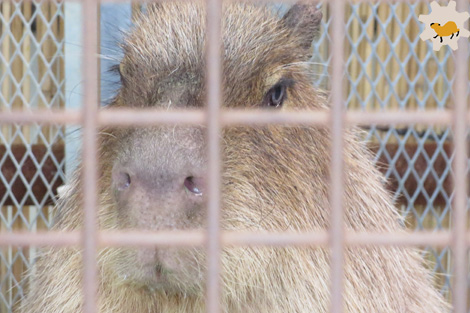 王子動物園の春_f0138828_20455716.jpg