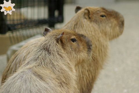 王子動物園の春_f0138828_2149358.jpg