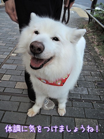 ひさびさWホワイト_c0062832_1023638.jpg