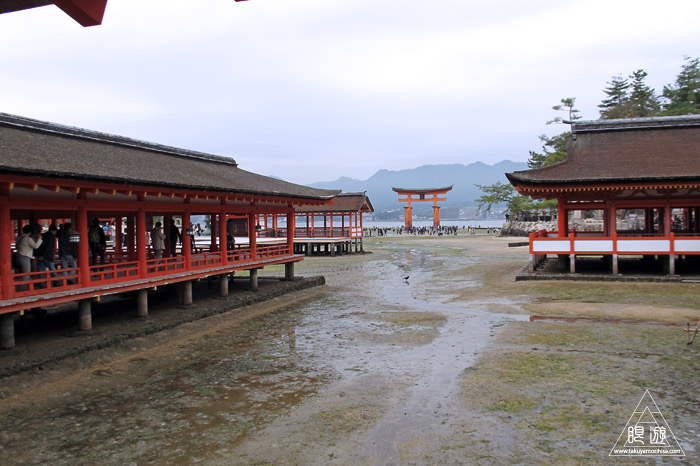 452 宮島 ~宮島の生き物~_c0211532_22501439.jpg