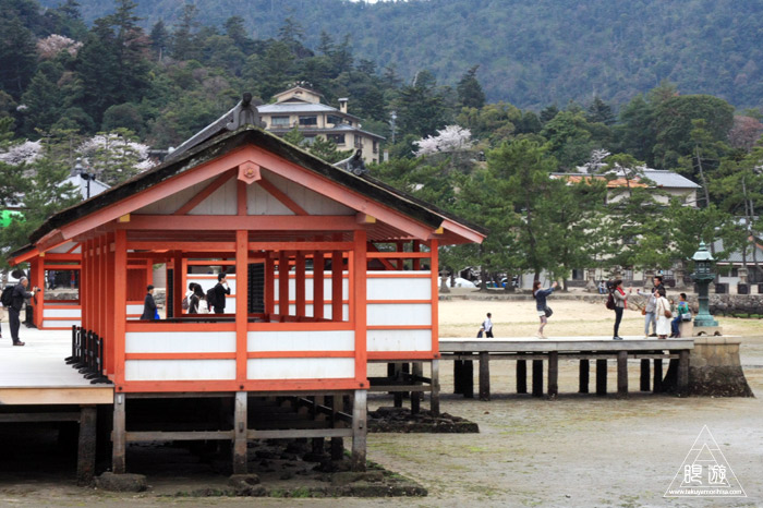 452 宮島 ~宮島の生き物~_c0211532_22561586.jpg