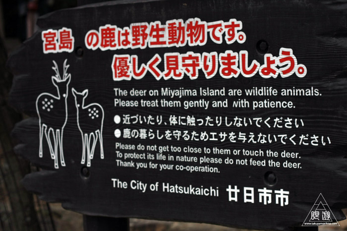 452 宮島 ~宮島の生き物~_c0211532_23143054.jpg
