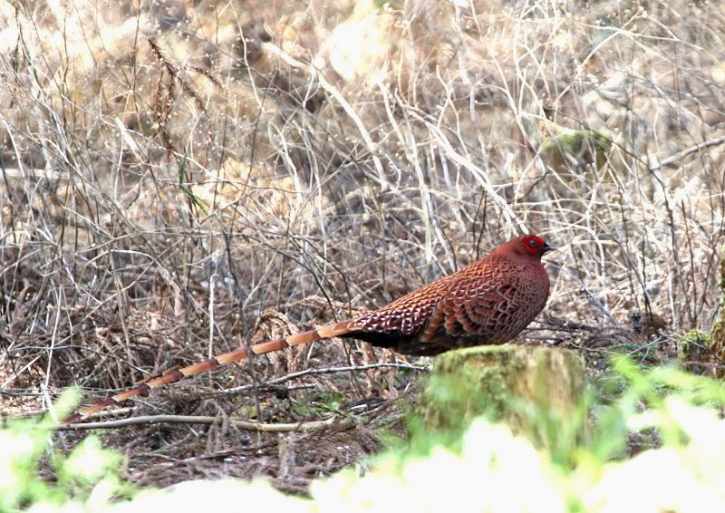 日本固有種のヤマドリ 雄の尾はキジの尾よりさらに長い The Life Of Birds ー 野鳥つれづれ記