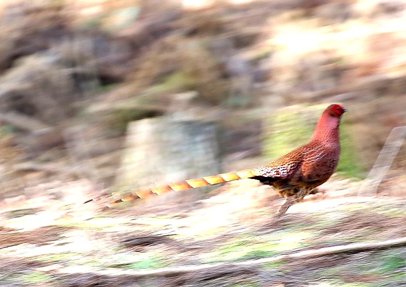 日本固有種のヤマドリ 雄の尾はキジの尾よりさらに長い The Life Of Birds ー 野鳥つれづれ記