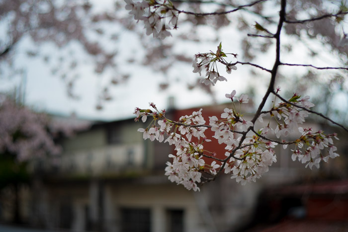 公園の桜と暮らすふとん屋さん_f0265234_21385587.jpg