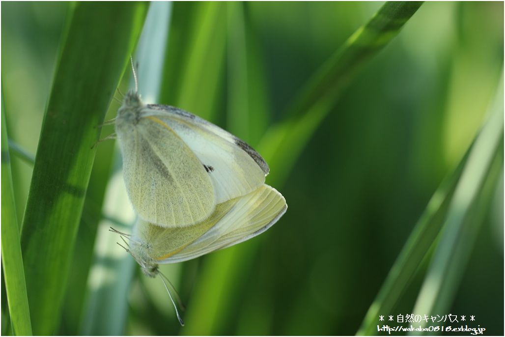 蝶やミツバチが元気です～♪_e0052135_15471227.jpg