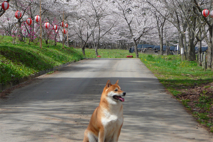 鹿教湯温泉は桜が見頃デス！_b0339643_19284236.jpg