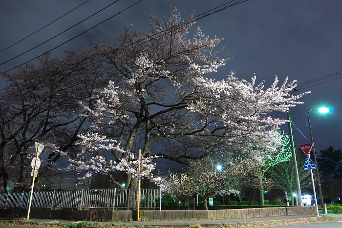 仙台管区気象台の標準木　（桜、満開宣言の日）_c0180845_7194059.jpg