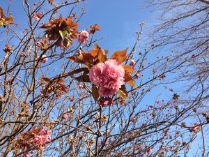 八重桜　2015_b0244348_5433955.jpg