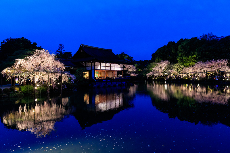 平安神宮 紅しだれコンサート 花景色 K W C Photoblog